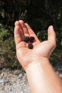 Blackberries