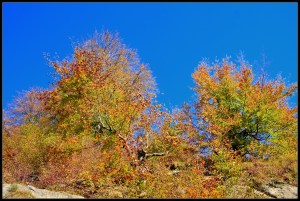 Autumn Colors @ Cetatuia