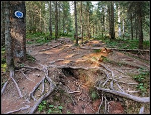 Lord of the Rings Trees