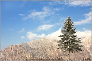 Lonely Tree - winter version