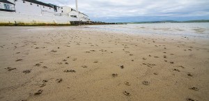Beautiful beaches of Islay - what are these things??